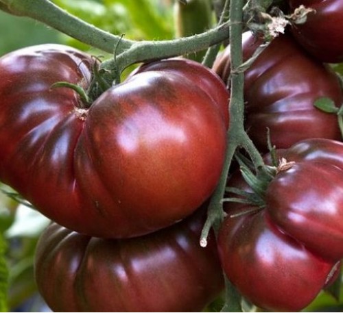 Chernyy Prynts Black Prince - Organic Heirloom Tomato Seeds